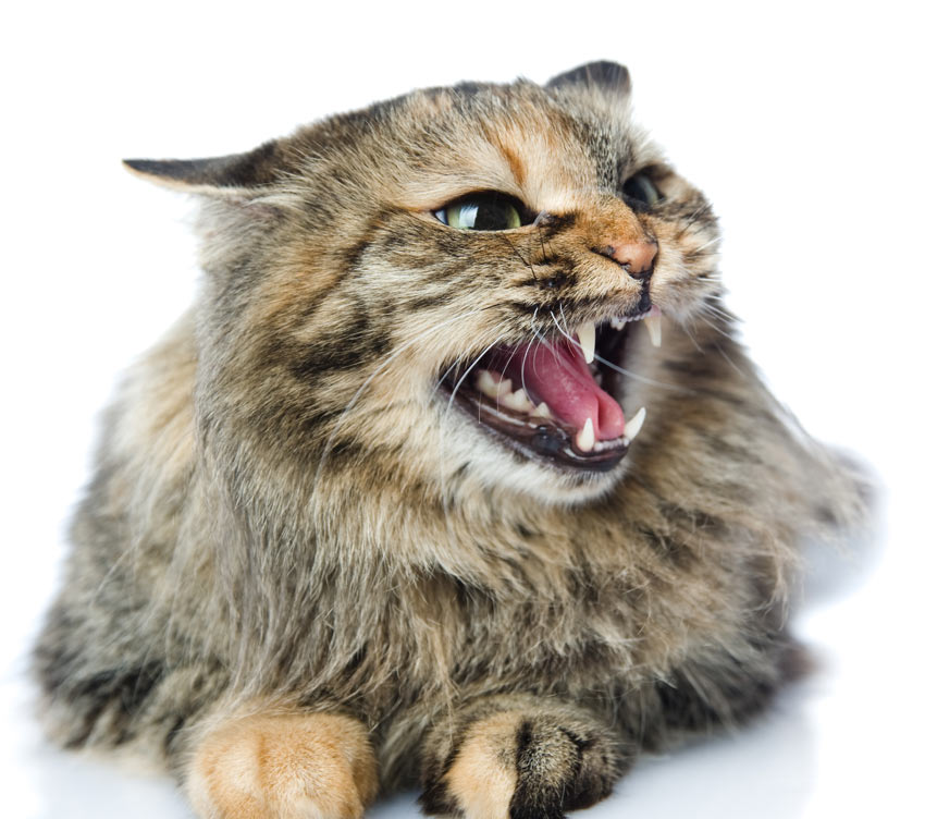 Eine wütende Katze mit flach angelegten Ohren, offenem Maul und erweiterten Pupillen