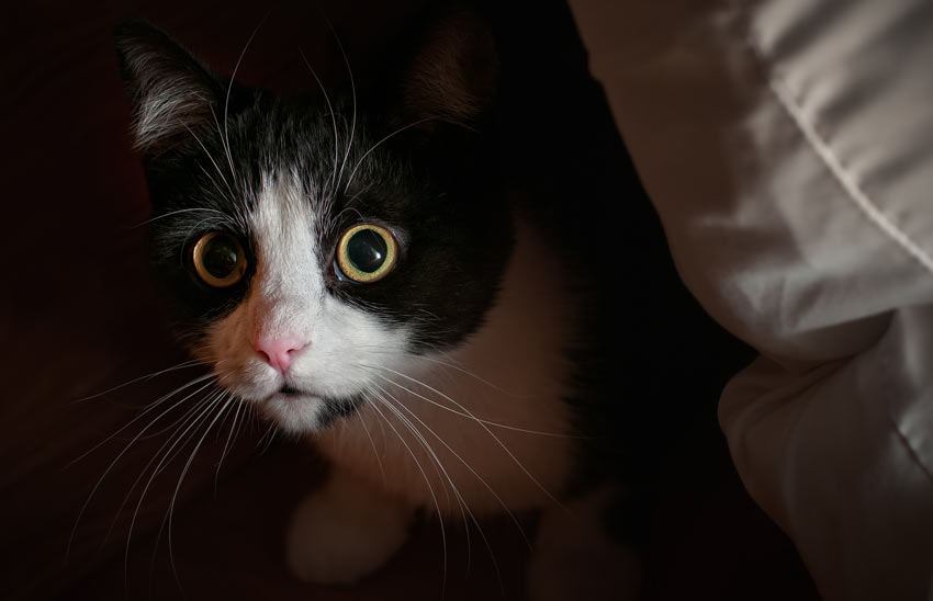 Eine ängstliche Katze mit erweiterten Pupillen und nach unten gerichteten Schnurrhaaren
