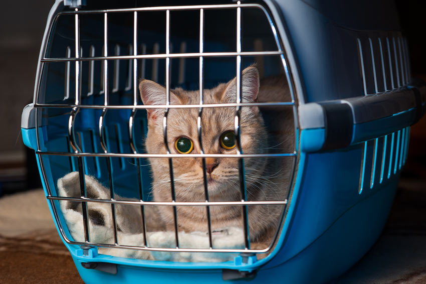 Eine liebenswerte rothaarige Katze in ihrer Transportbox