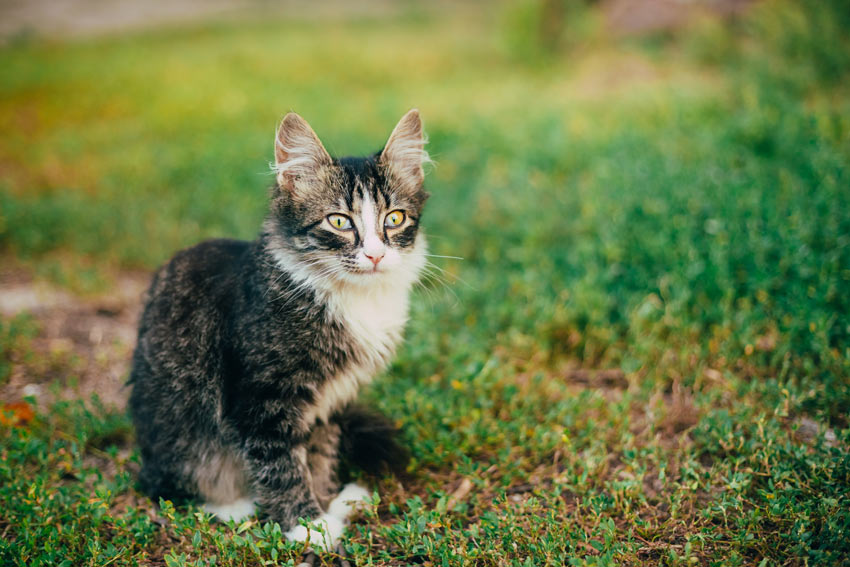 An unneutered cat might stray further than you think