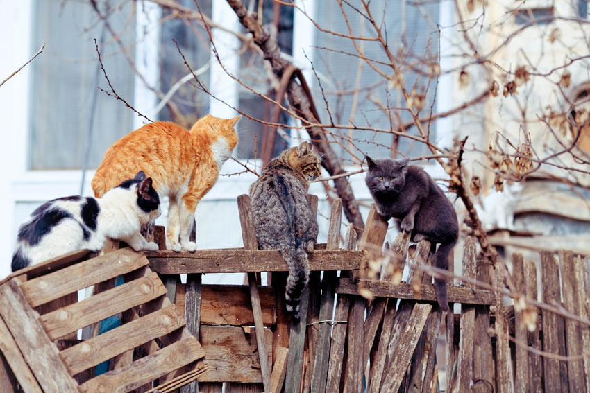 Feral cats perching on a fence