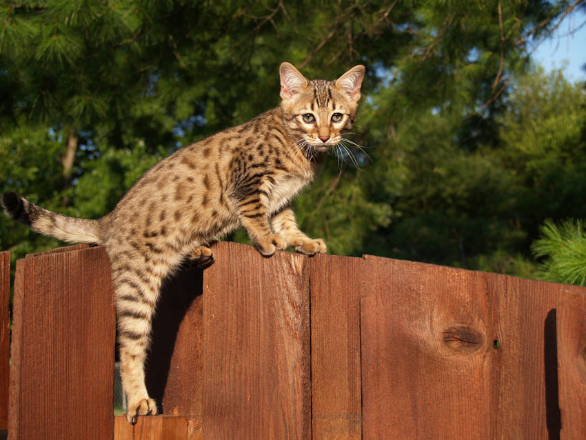 TDie wunderschön gezeichnete Savannah Katze