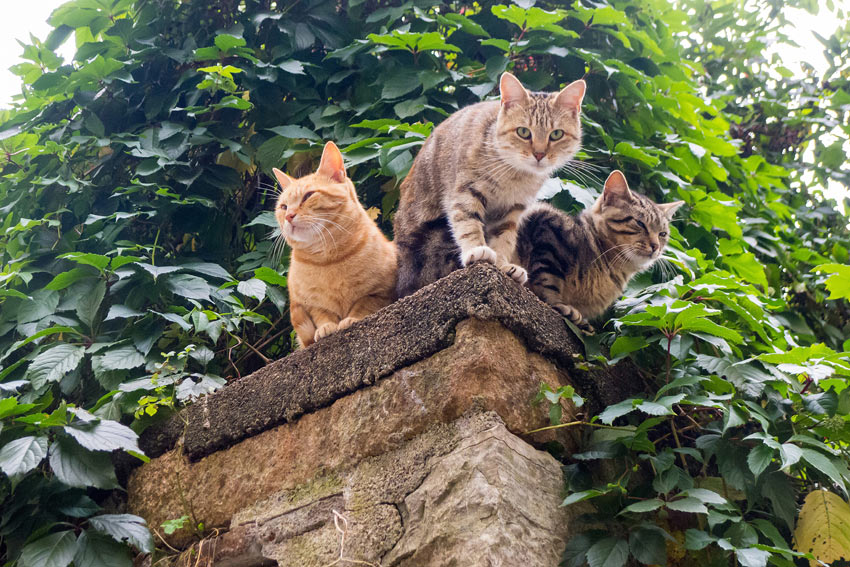 Drei Katzen sitzen hoch oben auf einer Gartenmauer