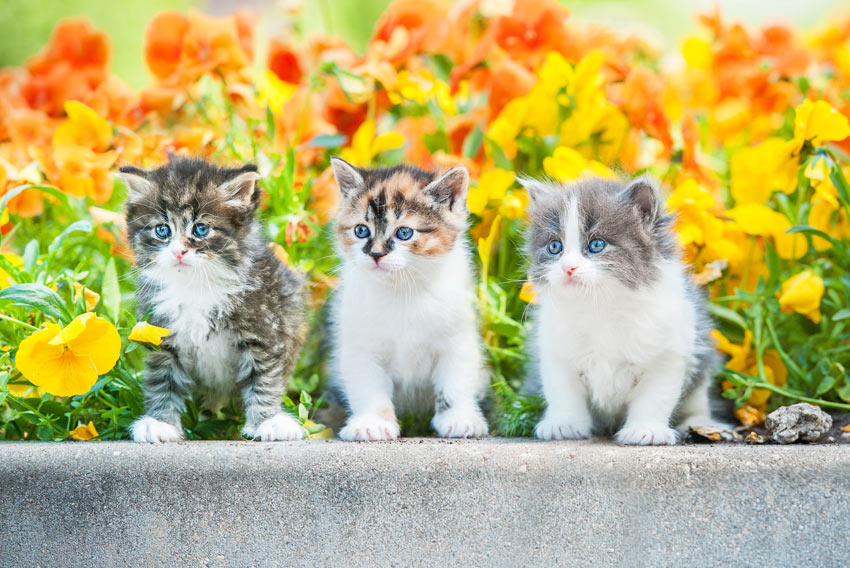 Drei hübsche kleine Kätzchen sitzen auf einer Mauer