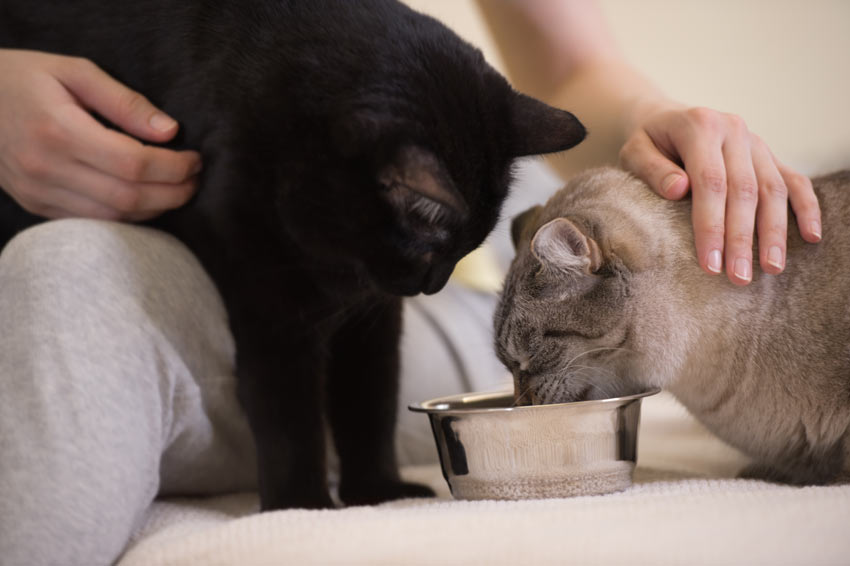 Zwei Katzen werden gleichzeitig gefüttert