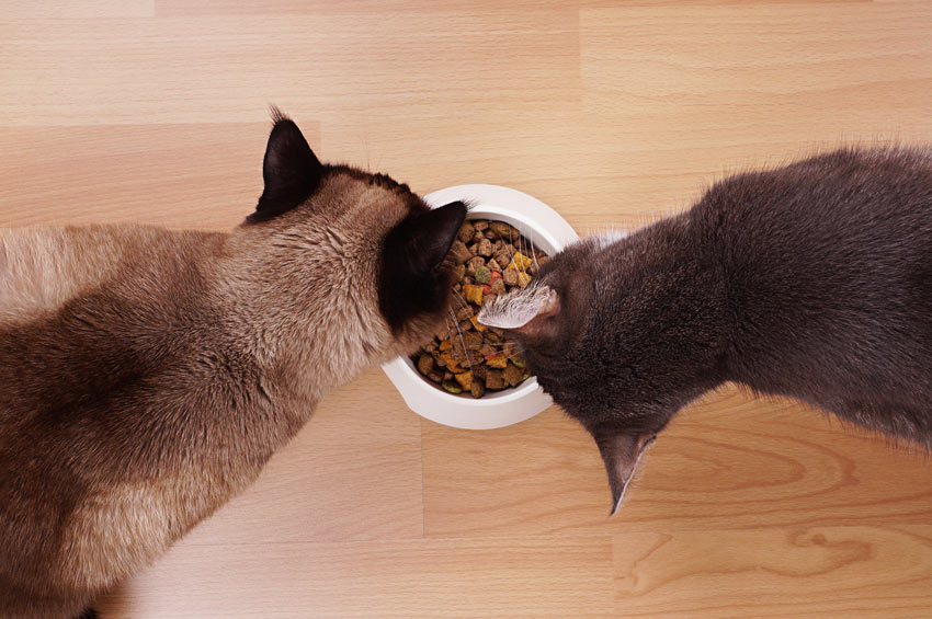 Zwei Katzen, die aus demselben Futternapf fressen