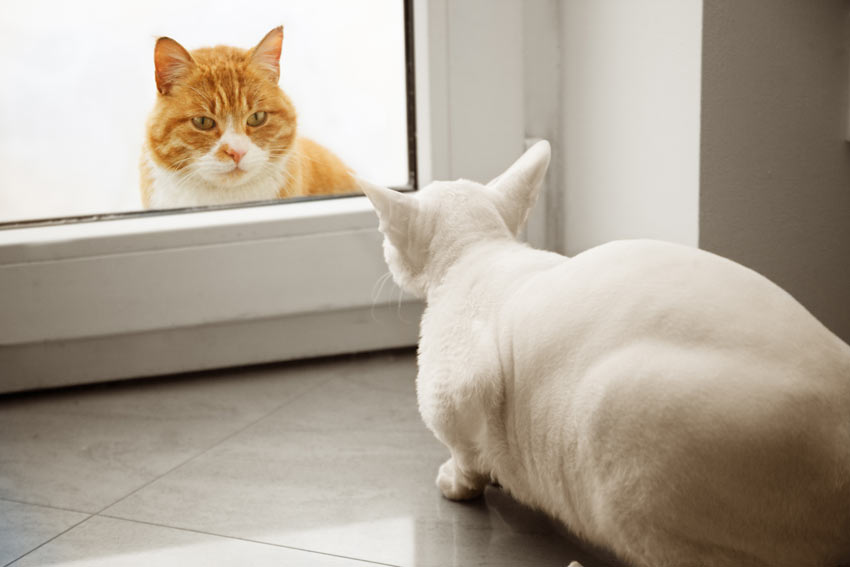Zwei Katzen sehen sich zum ersten Mal durch eine Glastür