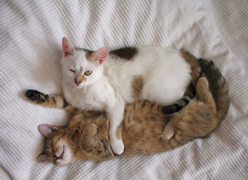 Zwei Katzen spielen auf dem Bett