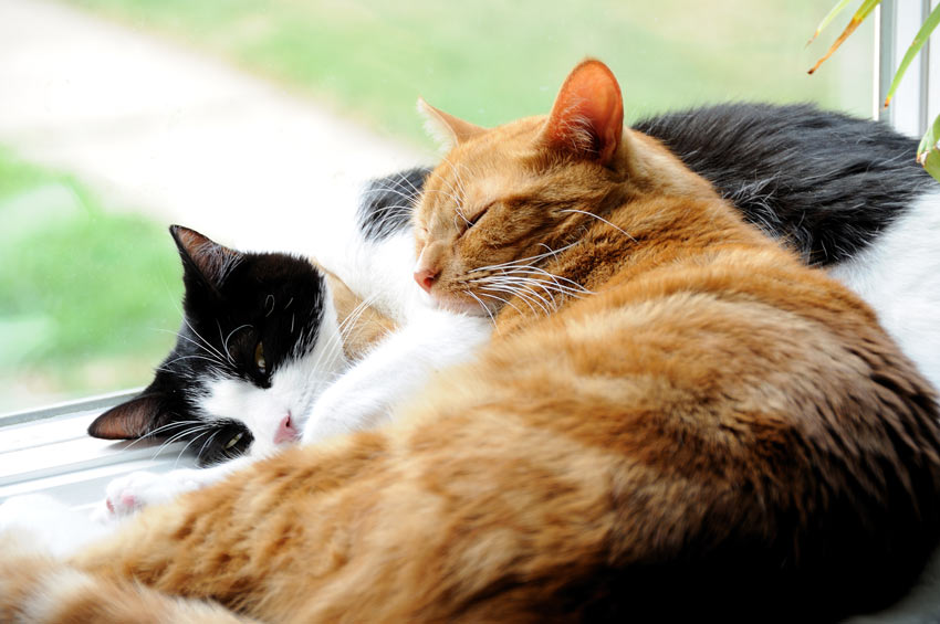 Zwei Hauskatzen, die sich auf der Fensterbank aneinander kuscheln