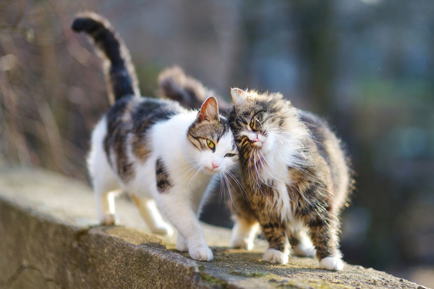 Zwei Katzen, die sich draußen Gesellschaft leisten