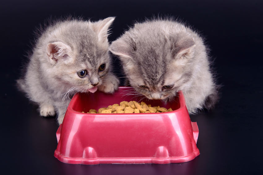 Zwei entzückende graue Kätzchen teilen sich einen Futternapf