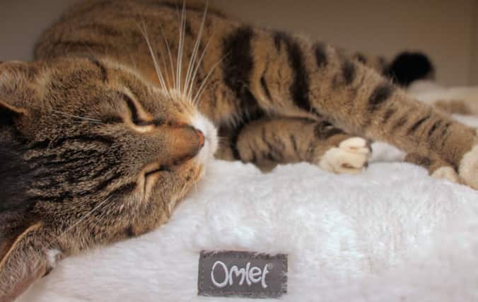 Eine Katze entspannt sich auf dem Maya Donut Katzennest von Omlet. Sorgen Sie für vollständige Entspannung mit dem Maya Donut Katzenbett.