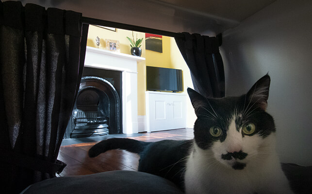 A cat enjoying the Maya Nook cat house bed with curtains behind