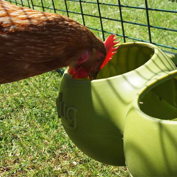 Ein Gingernut Ranger trinkt Wasser aus einem Omlet Behälter, der am Auslauf eines Eglu Classic befestigt ist