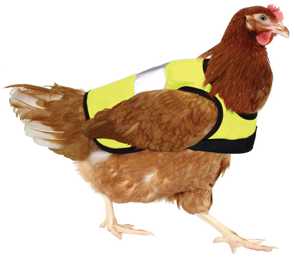 Schutz und Komfort - Britische Firma verkauft Warnwesten für Hühner