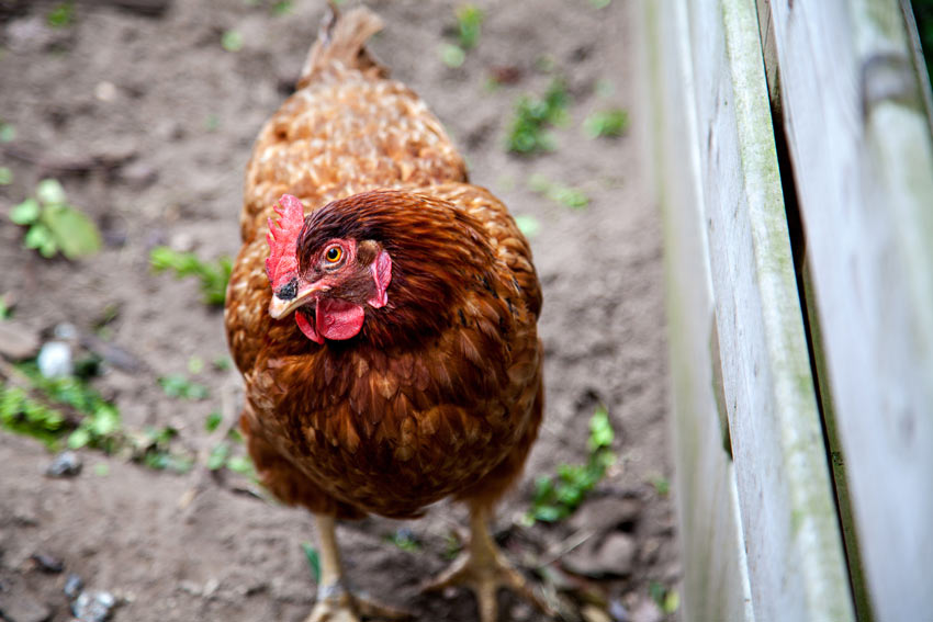 Ein Huhn schaut neugierig seinen Halter an