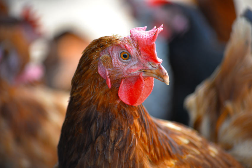 Ein Huhn mit wunderschönem Schnabel, Kamm und Kehllappen