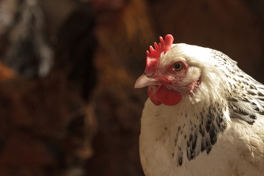  chickens recognize owners