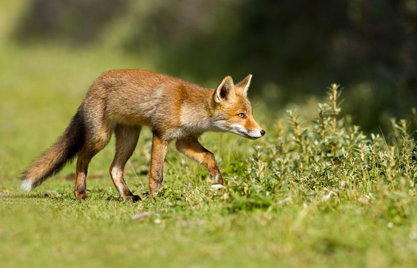 Ein Fuchs auf der Jagd nach einem Leckerbissen