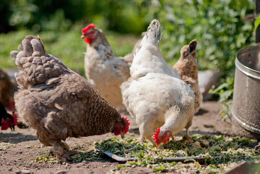 Eine Hennenschar frisst im Garten