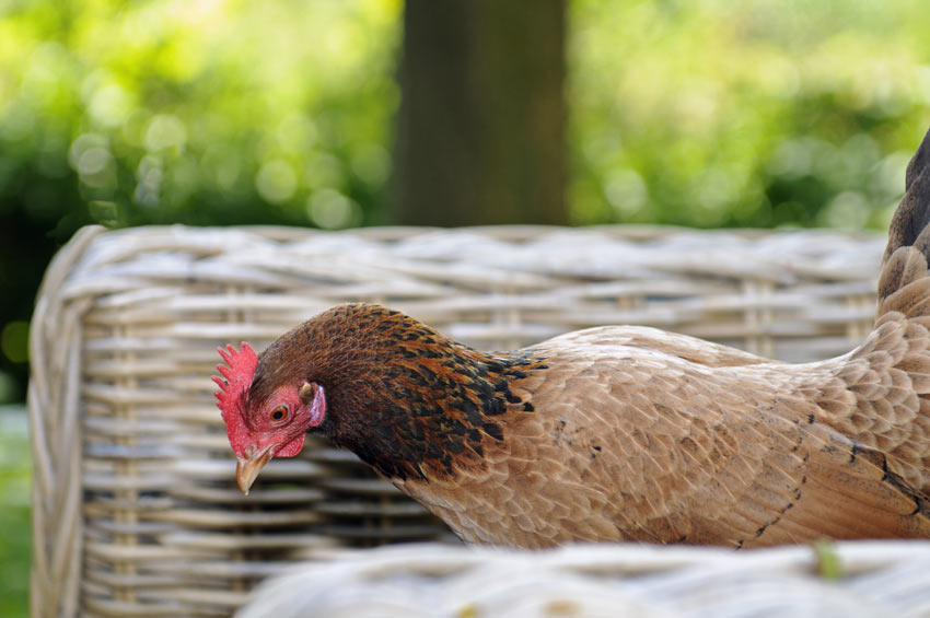 Eine gesunde Henne läuft glücklich und frei im Garten herum