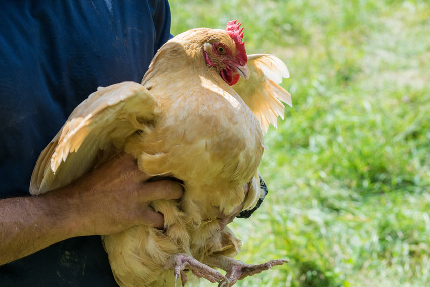  herding chickens 