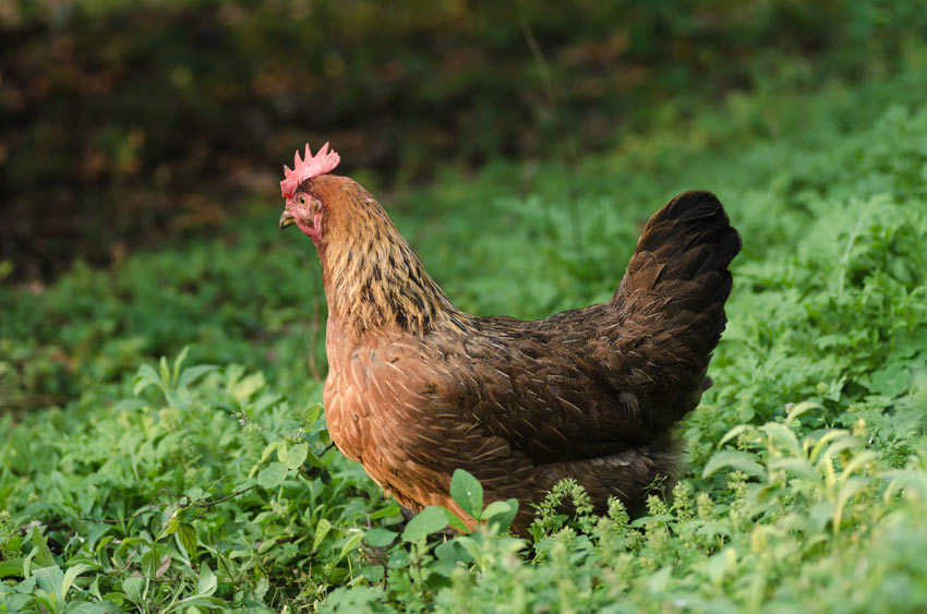 Ein liebenswertes Welsumer Legehuhn streift durch das Gras