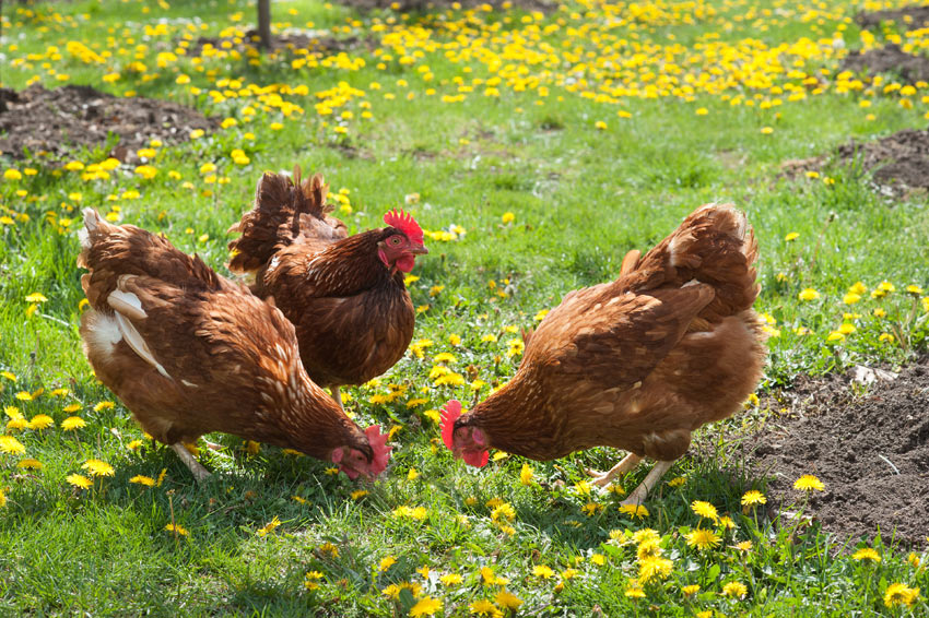 Chickens are not smelly