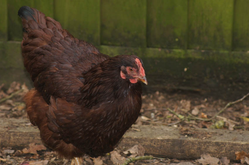 Ein Rhode Island Red Huhn