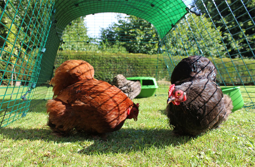Unsere Hühner fühlen sich sehr sicher in ihrem erweiterbaren Hühnerauslauf