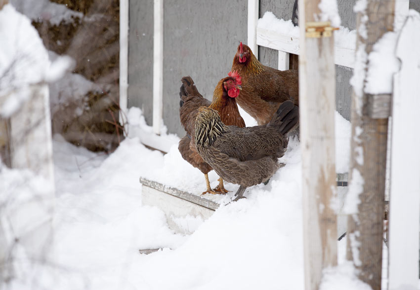 Drei Hühner wagen sich draußen über den Schnee