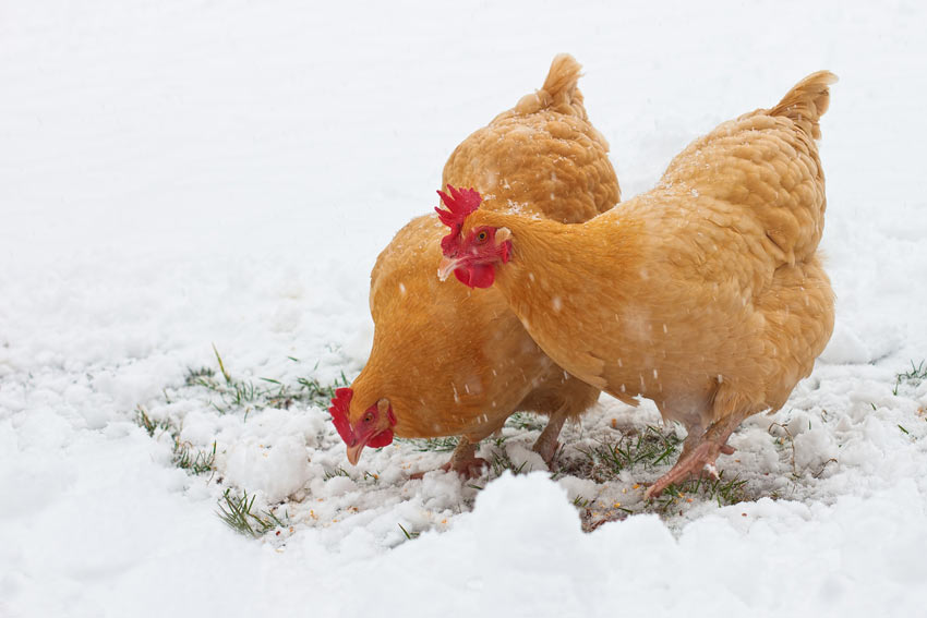 Zwei Gingernut Ranger im Schnee mit ihren wunderschönen roten Kehllappen