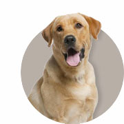 Information zu Hunden Information zu Hunden