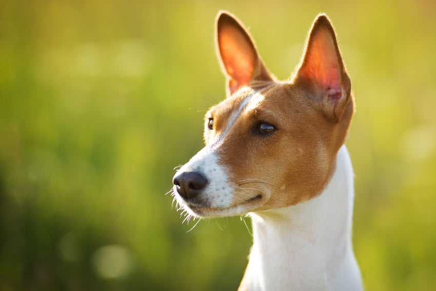 Ein Basenji mit wunderschönen großen, gespitzten Ohren