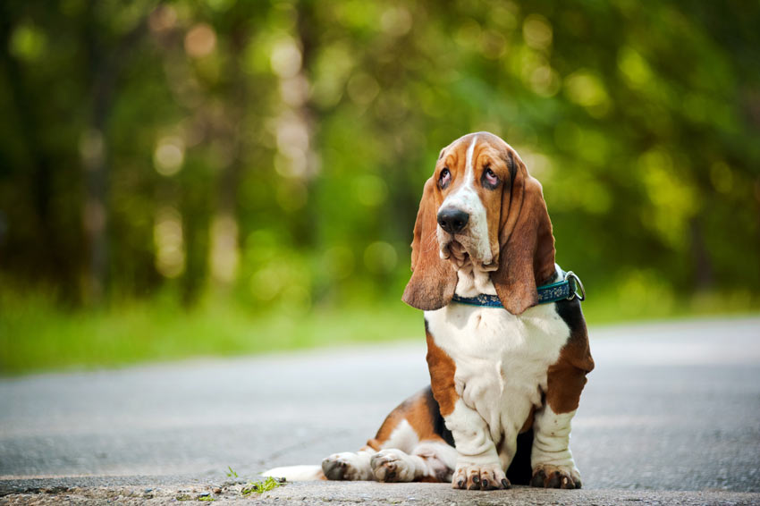 Ein Basset Hound, mit seinen liebenswerten herabhängenden Augen, macht Sitz