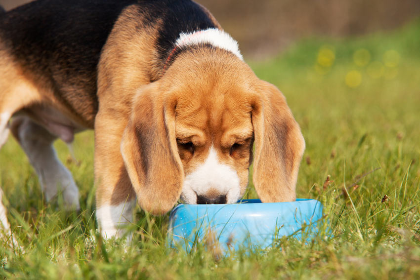 Ein Beagle Welpe isst aus einem Futternapf