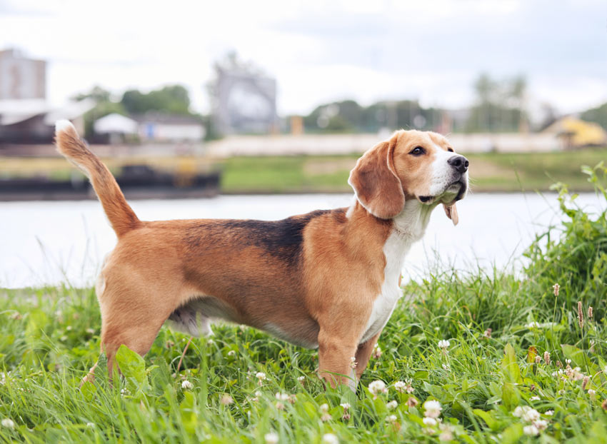 Ein Beagle Welpe, der bellt, wenn ihm nicht beigebracht wurde auf Kommando ruhig zu sein 