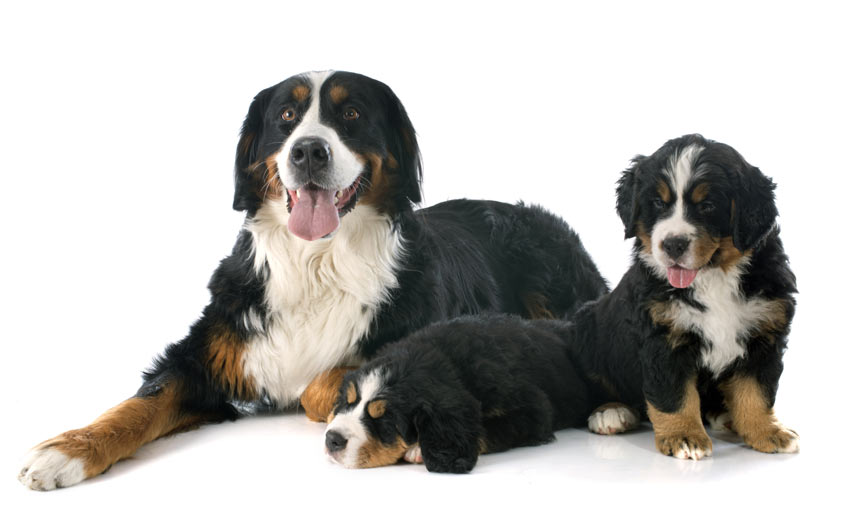 Eine Berner Sennenhündin mit ihren Welpen