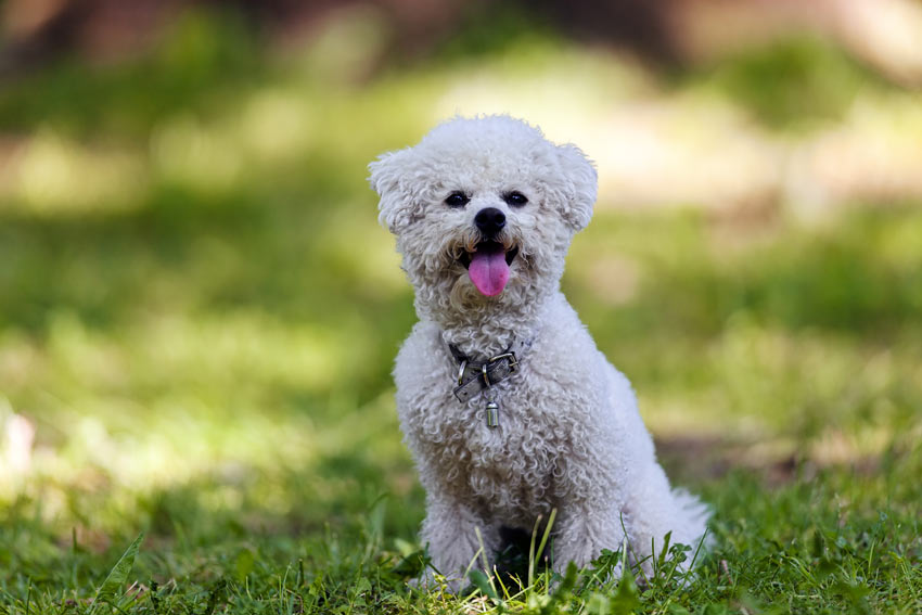 Ein Bichon Frise mit lockigem Fell