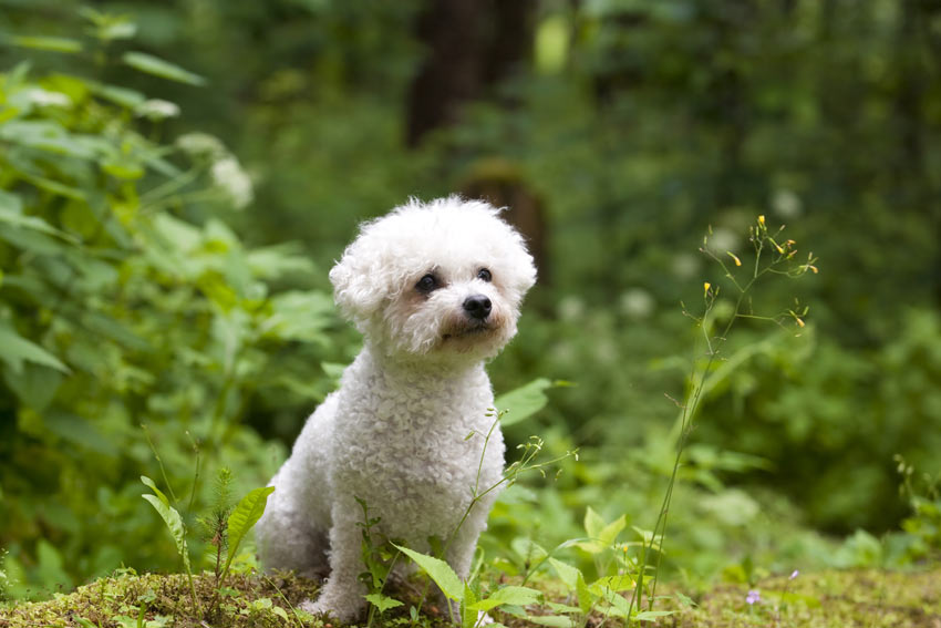 Ein Bichon Frisé mit dicht gelocktem, hypoallergenem Fell