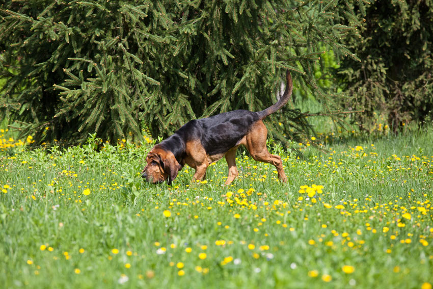 Ein Bloodhound folgt einer Fährte