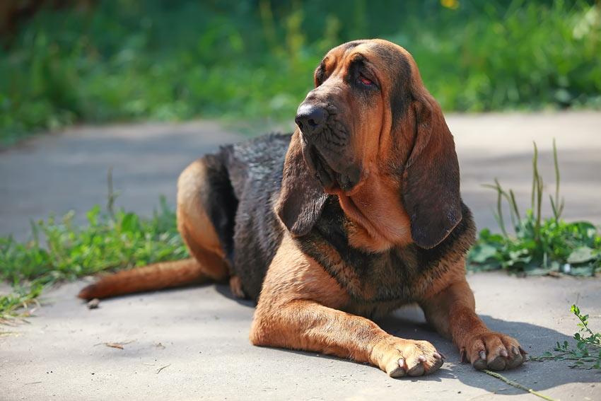 Ein Bloodhound mit seinen unglaublich hängenden Ohren