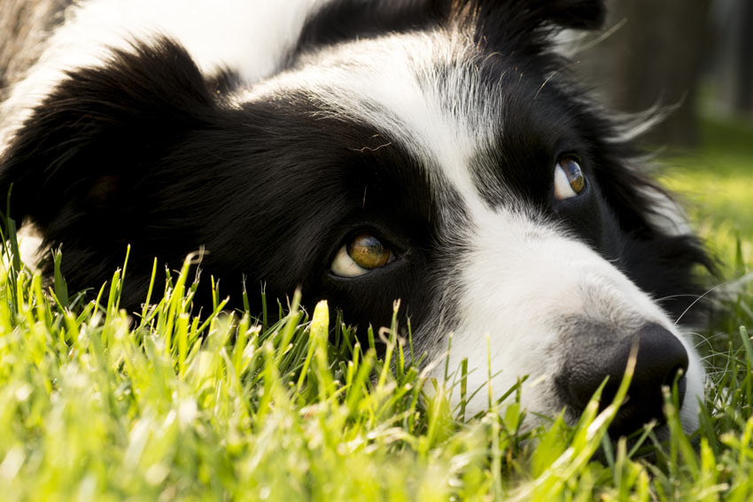 Ein Border Collie liegt draußen im Gras