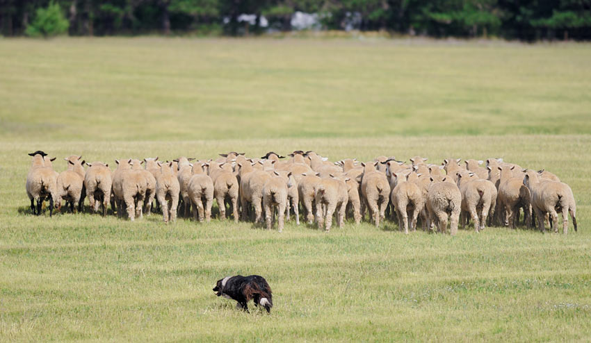 Ein Border Collie treibt eine Schafherde an