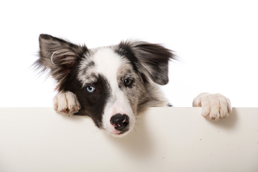 Ein Border Collie mit zwei unterschiedlich farbigen Augen