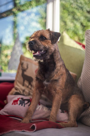 Ein Border Terrier mit wunderschönem drahtigen Fell