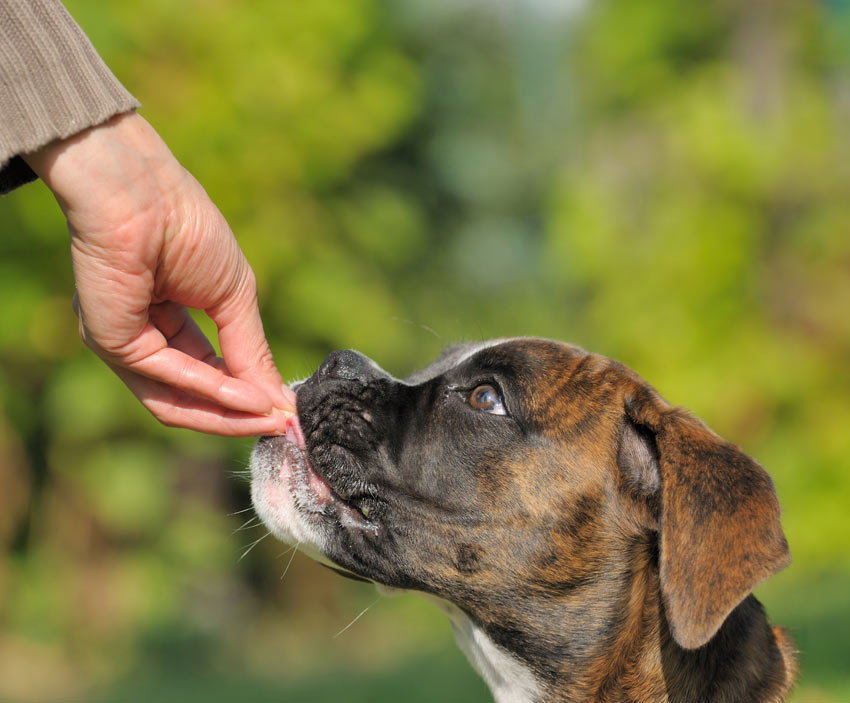 Ein Boxer bekommt von seinem Besitzer ein Belohnungsleckerli