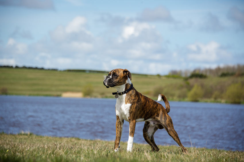Ein Boxer mit einem wundervoll glattem Fell