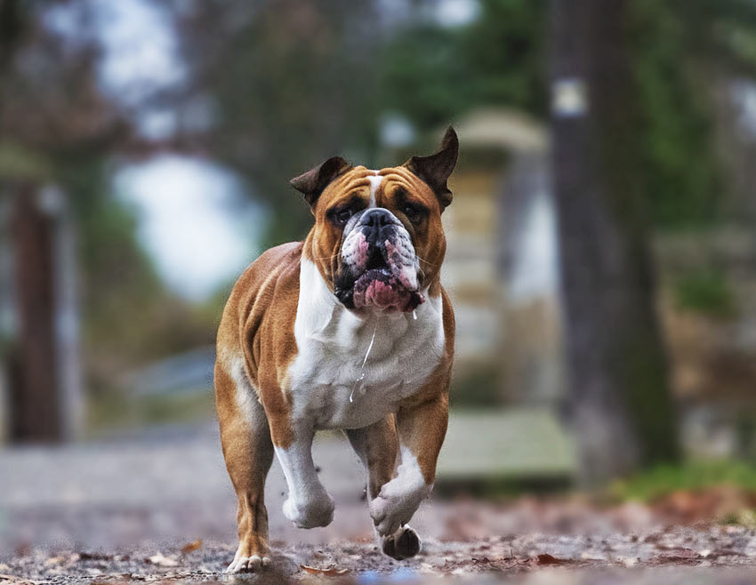 Eine Bulldogge rennt und sabbert dabei