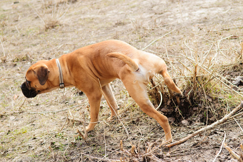 Ein Bullmastiff geht draußen zur Toilette 